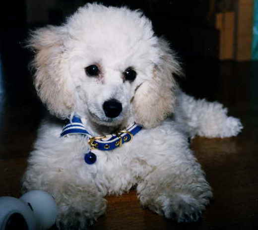 �n���T���^��������ł��I