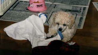 ��������̍Œ��Ł[���i�O�O�G�G�G�j